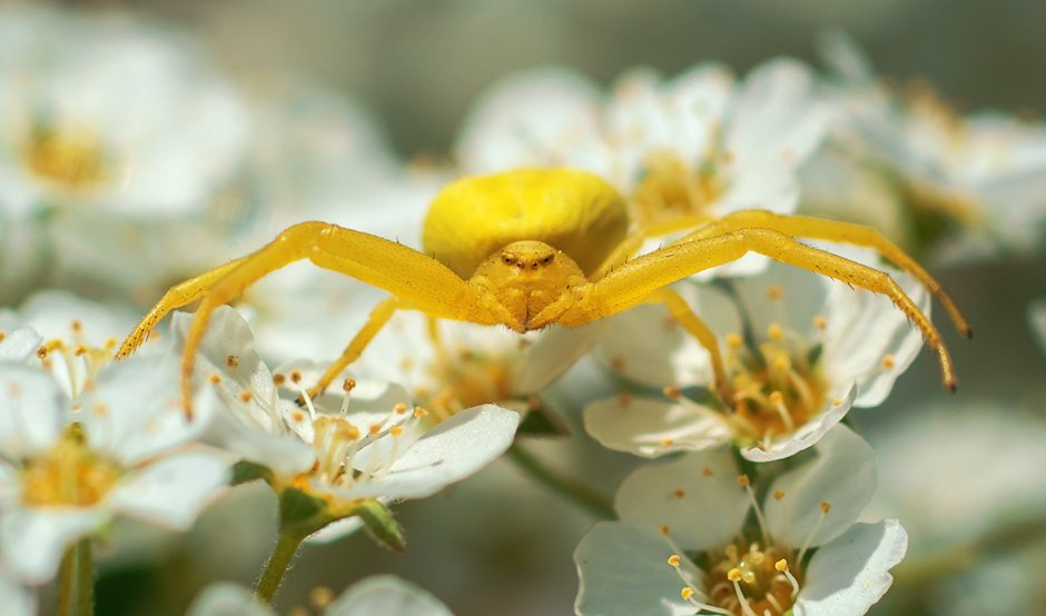 Паук-бокоход золотарник
