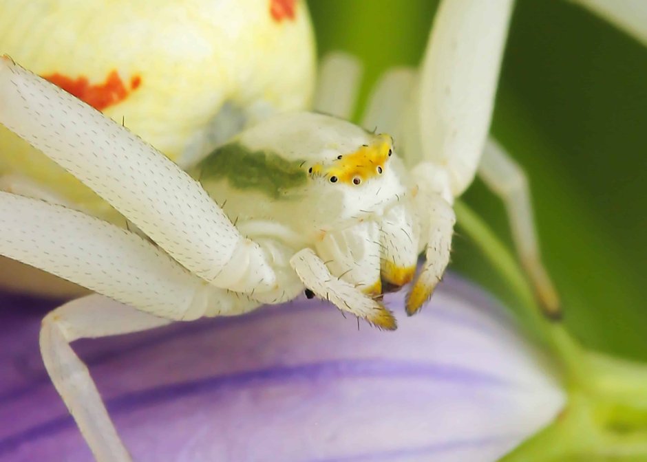 Misumena vatia паук