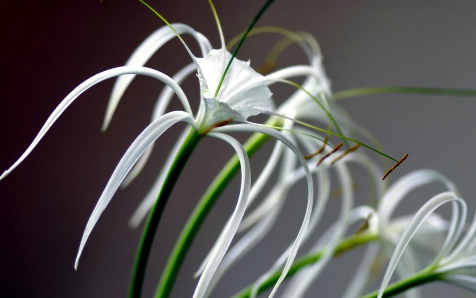 Цветок похожий на паука