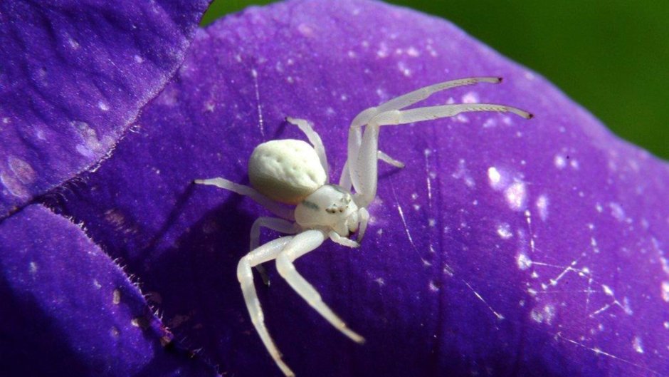 Паук бокоход фиолетовый