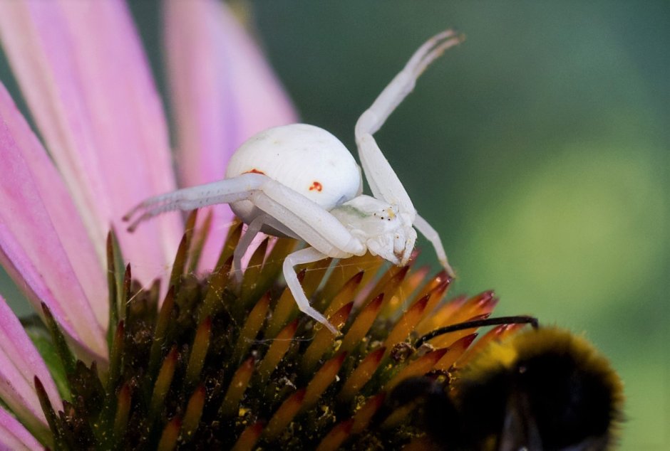 Паук Мизумена косолапая