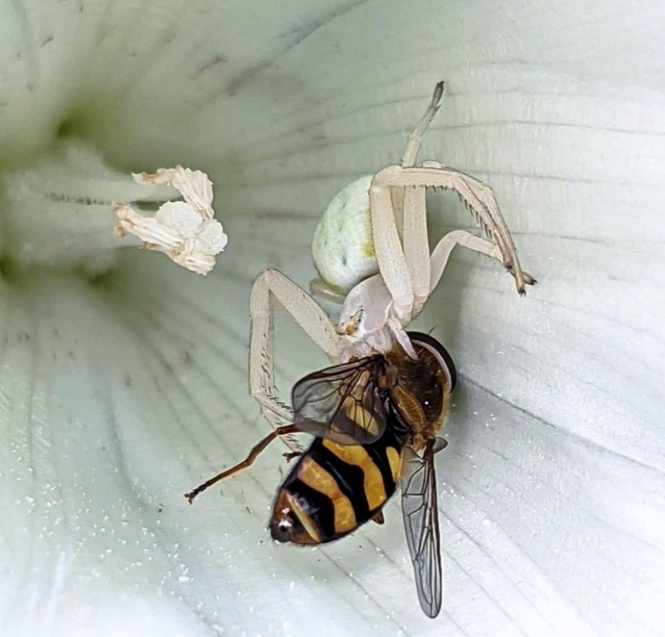 Мимикрия Муха