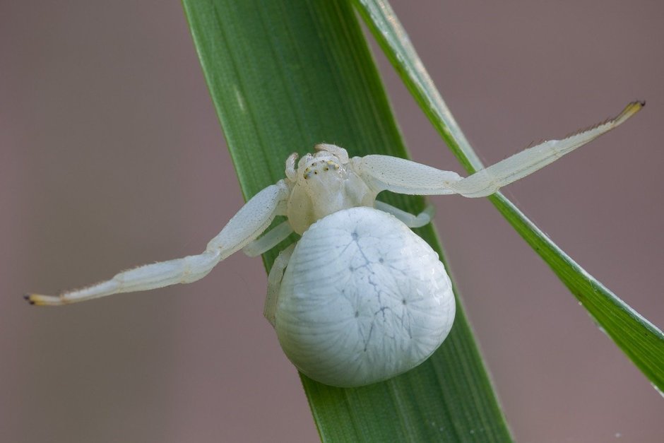 Мизумена косолапая