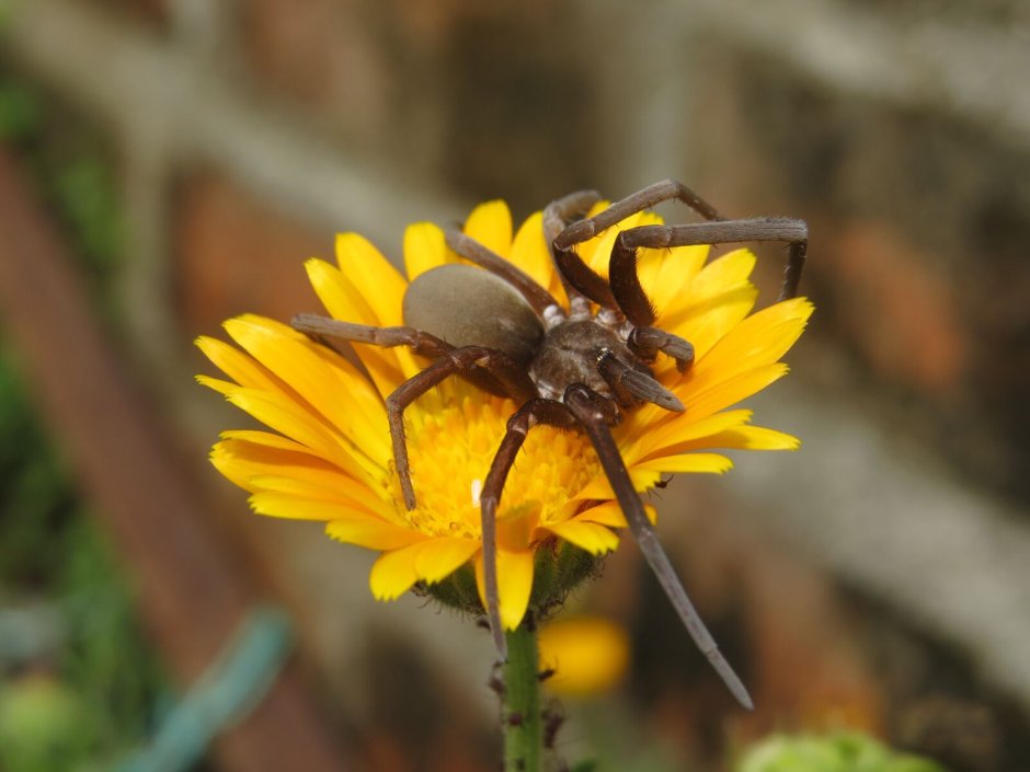 Паук в цветах