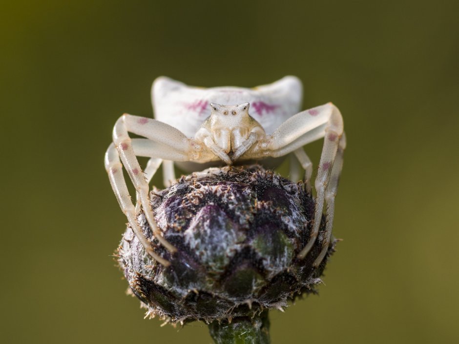 Паук краб Арахнид