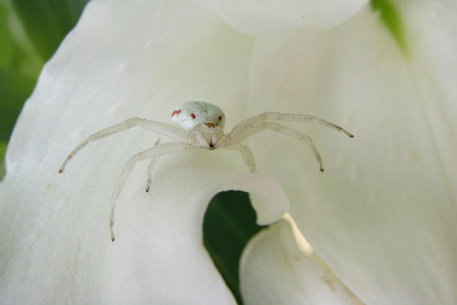 Паук бокоход Мимикрия