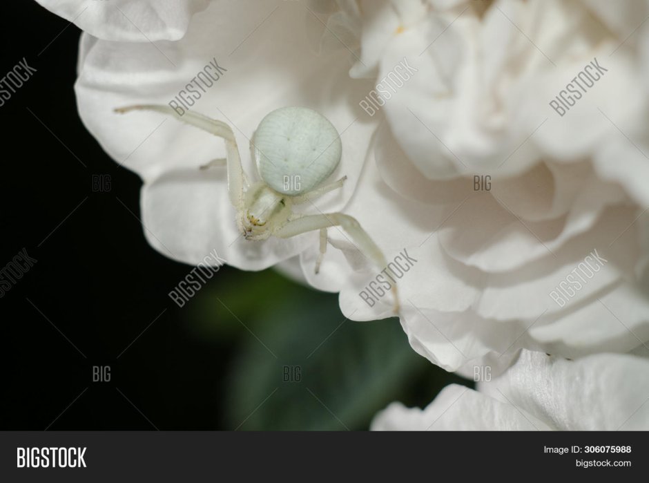 Белый паучок на розах