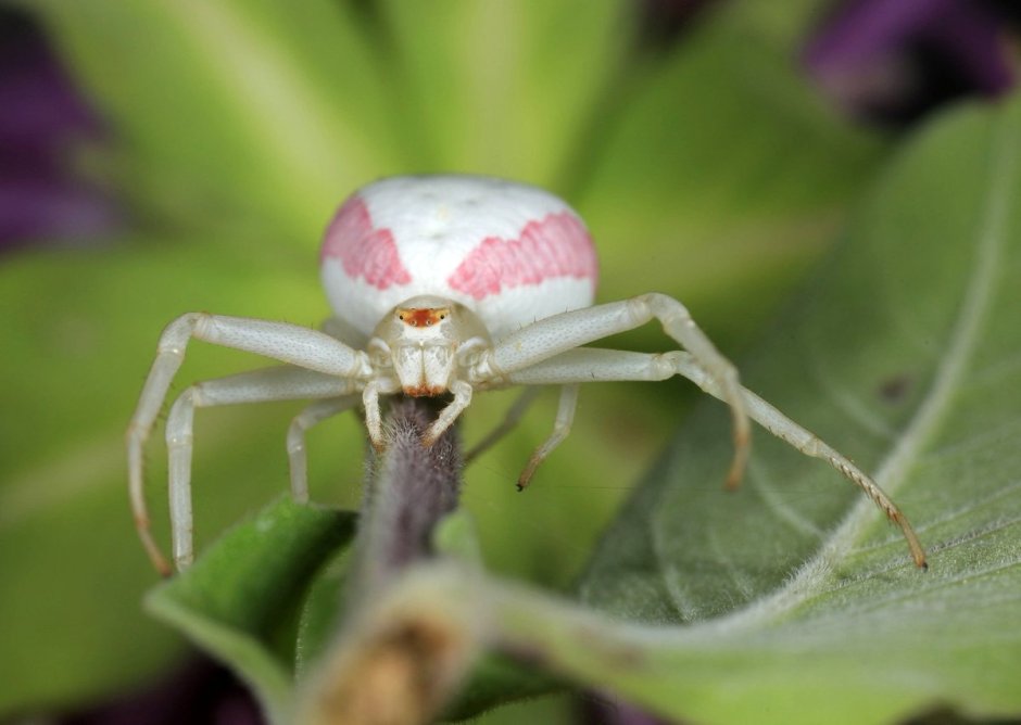 Южный белый паук Каракурт