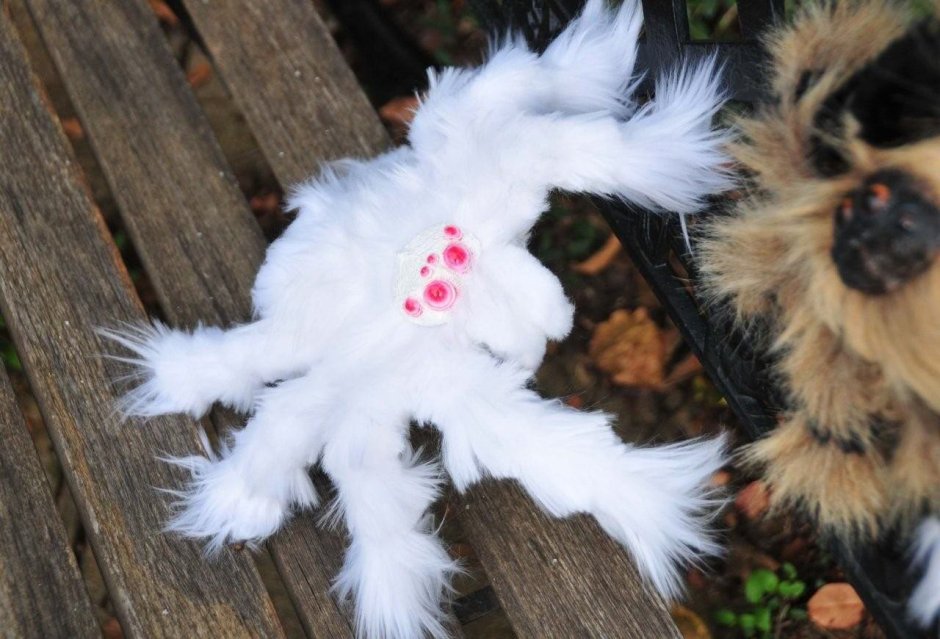 Белый птицеед альбинос