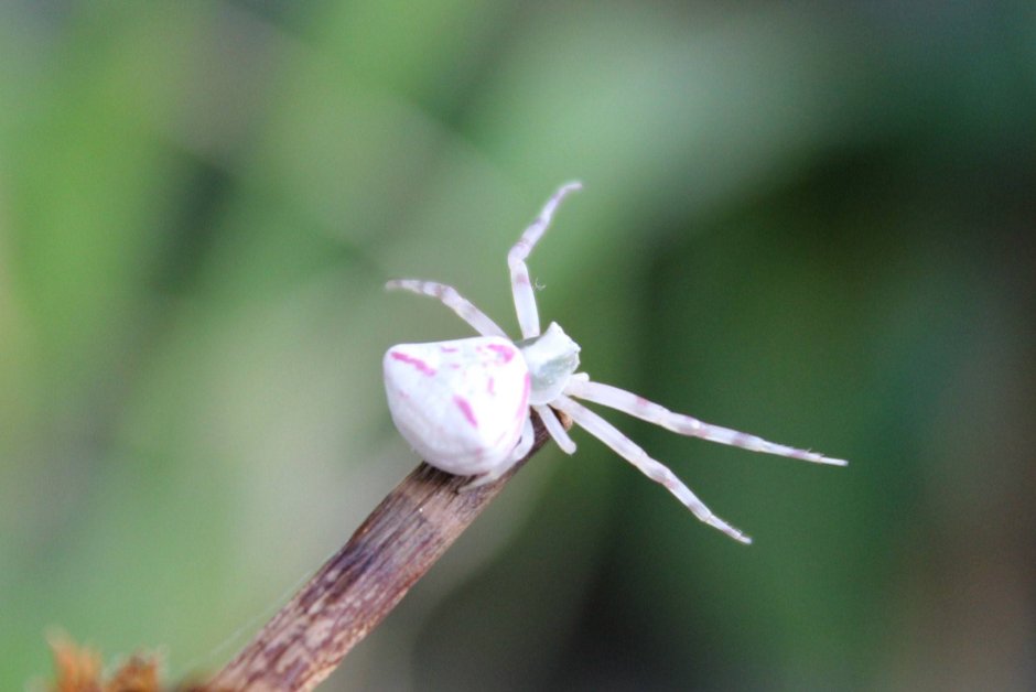Паук белый Каракурт