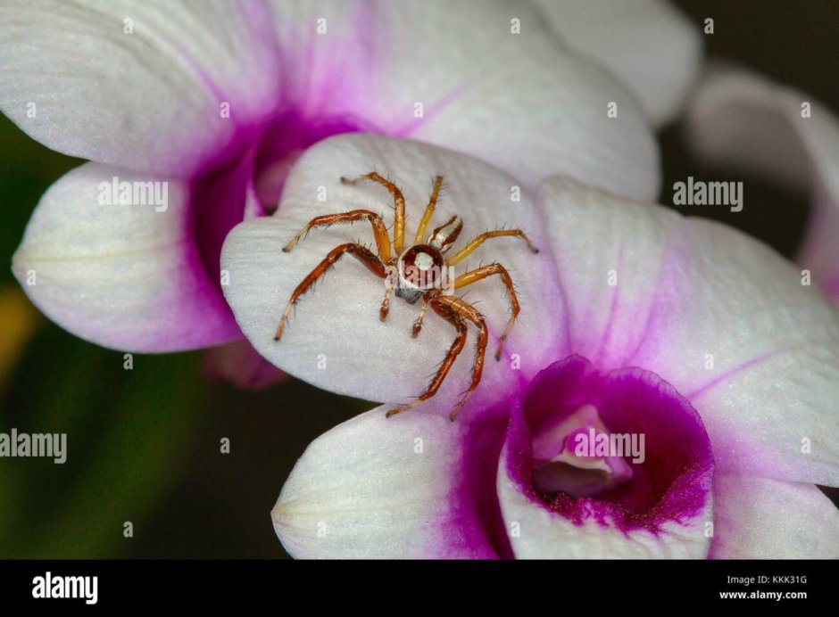 Паук обитающий на орхидее