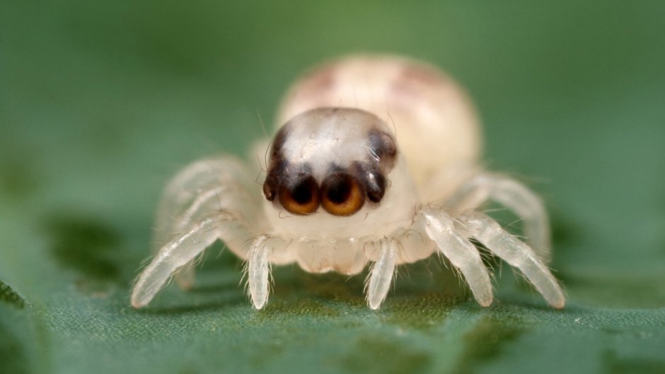 Няшный паук