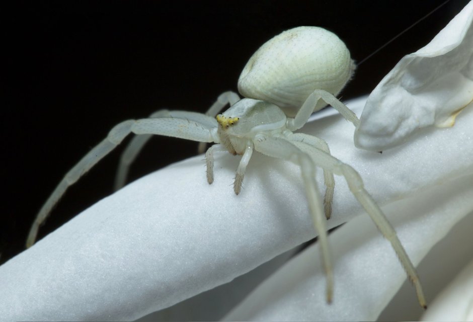 Паучий кокон Мизумена