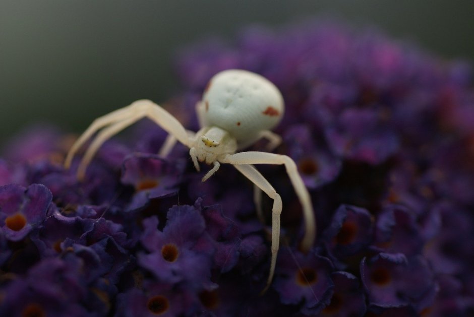 Паук Мизумена косолапая