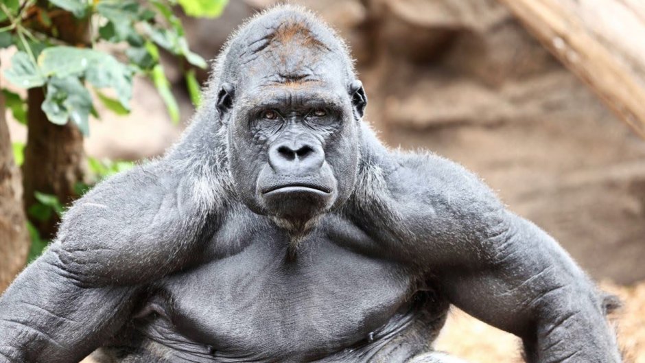 Silverback горилла