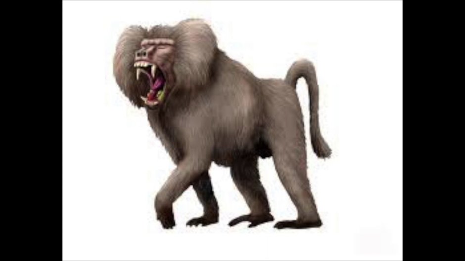 Theropithecus Oswaldi