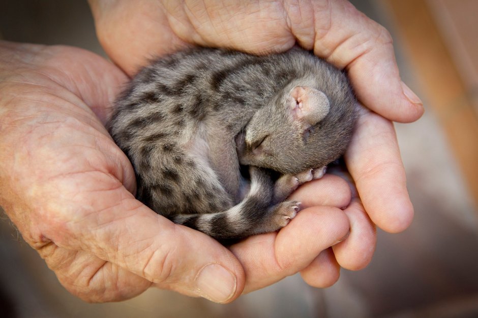 Котенок генетты