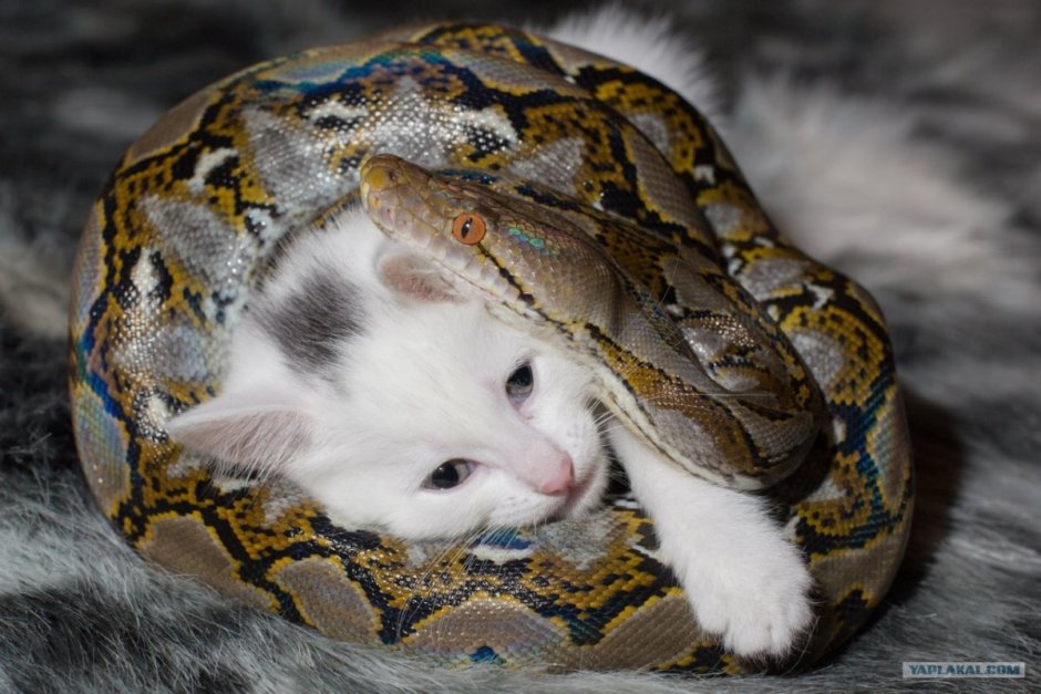 Королевский питон и кошка