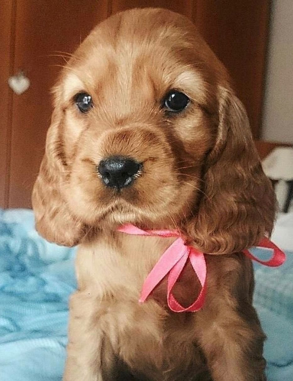 Собачка кокер спаниель