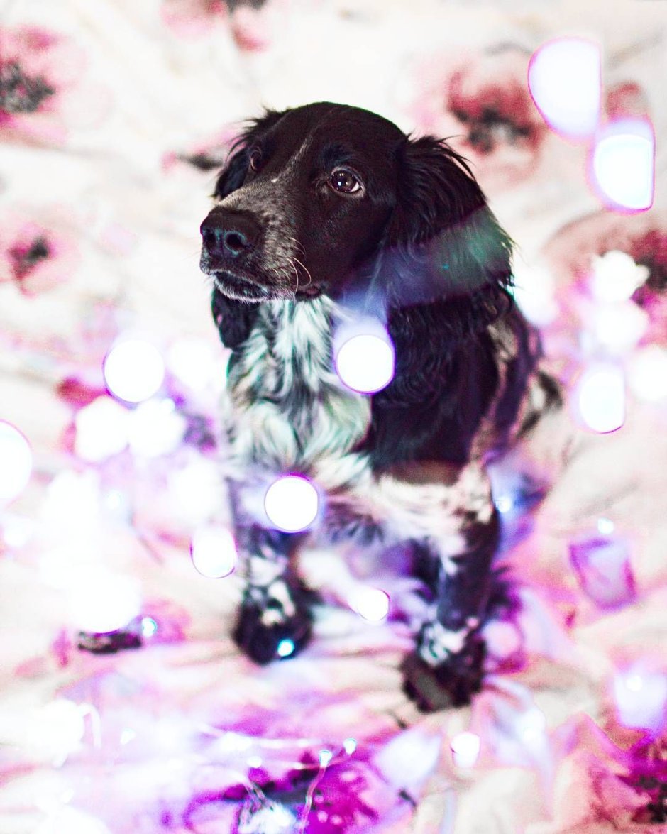 Ирландский кокер спаниель