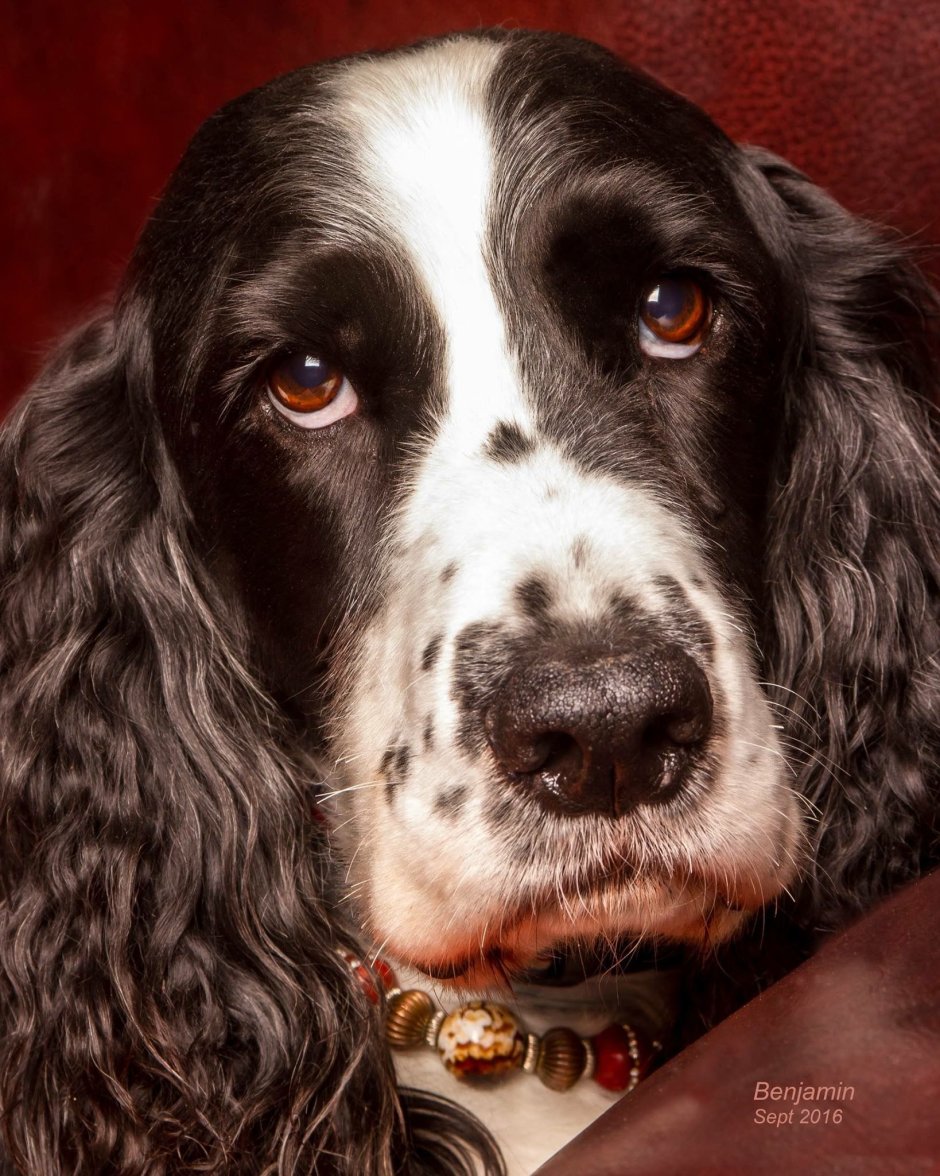 Кокер спаниель спрингер