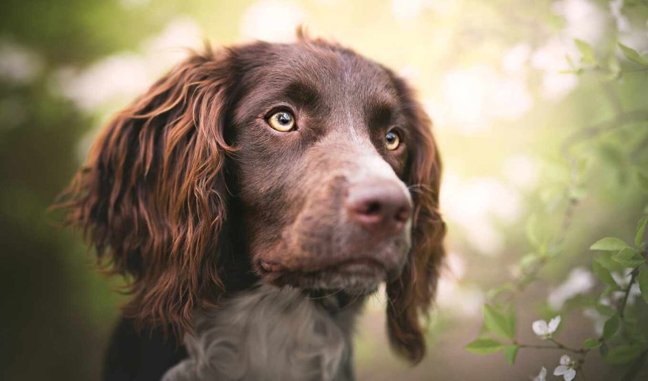 Русский кокер спаниель фото