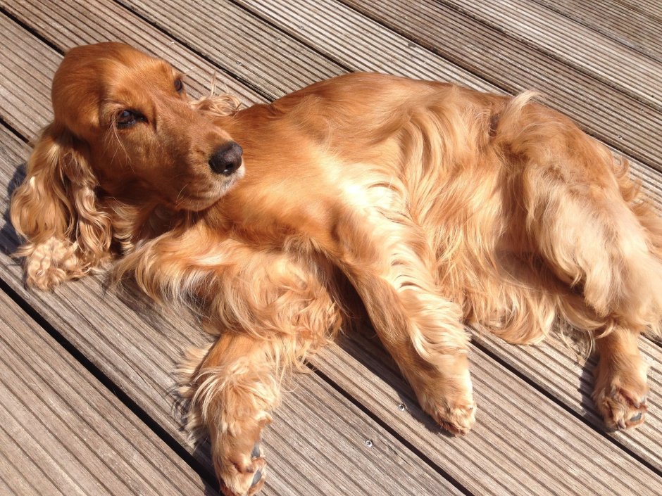 Английский кокер спаниель палевый окрас