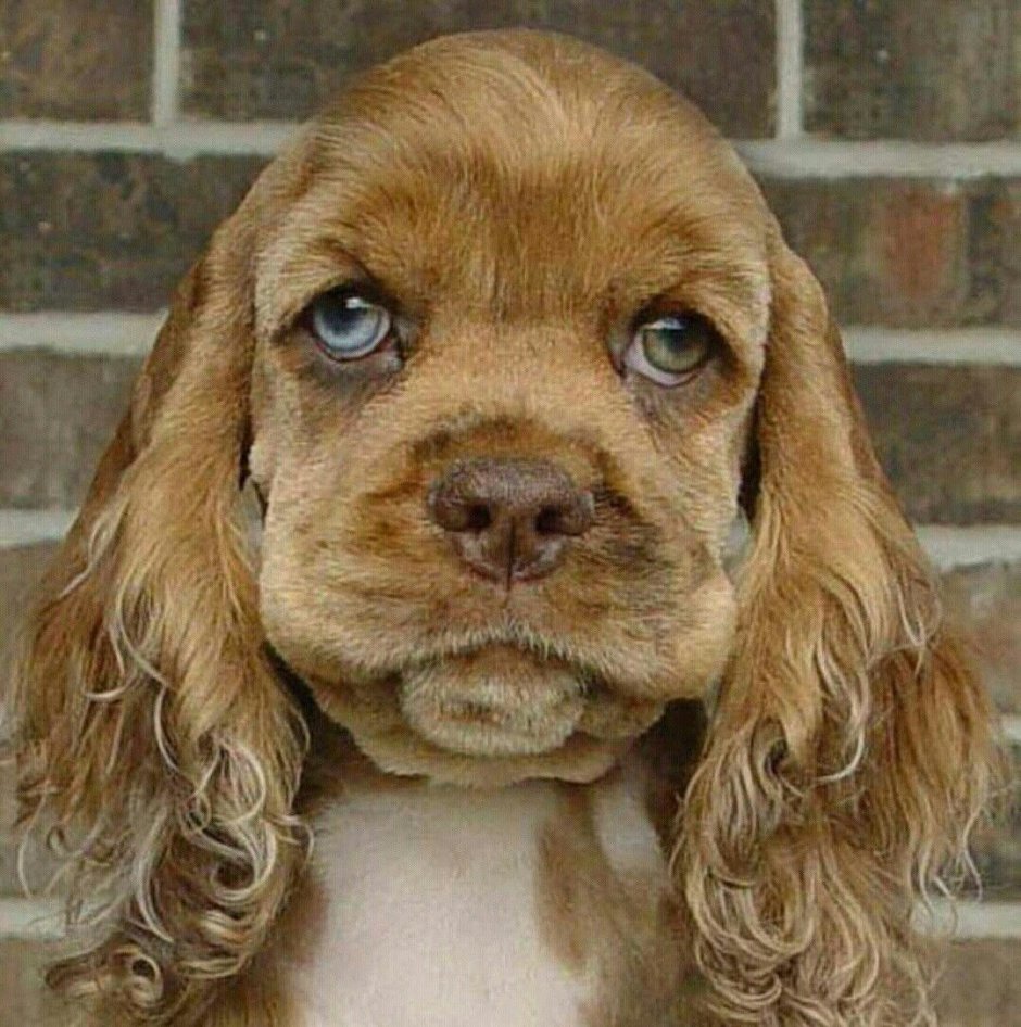 Голубоглазый кокер спаниель