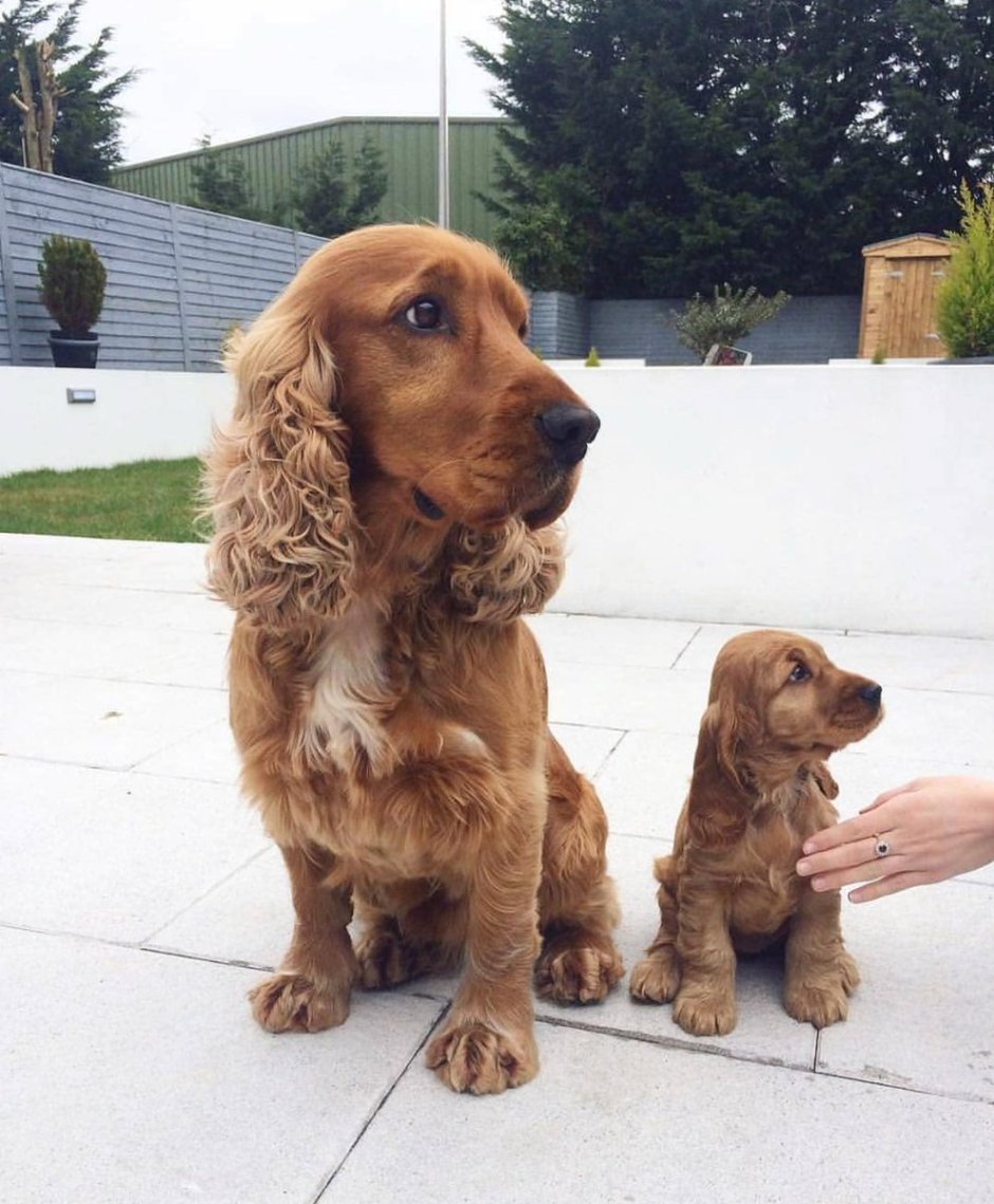 Кокер спаниель рыжий