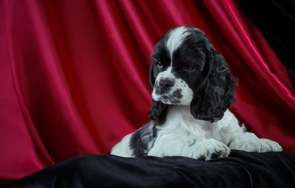 Кокер спаниель пятнистый