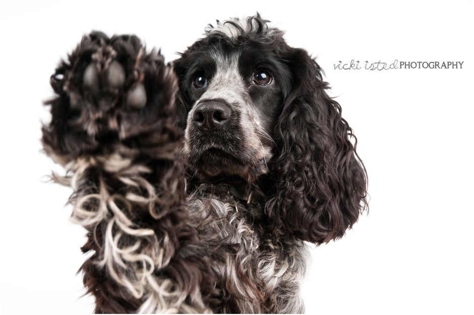 Русский кокер спаниель