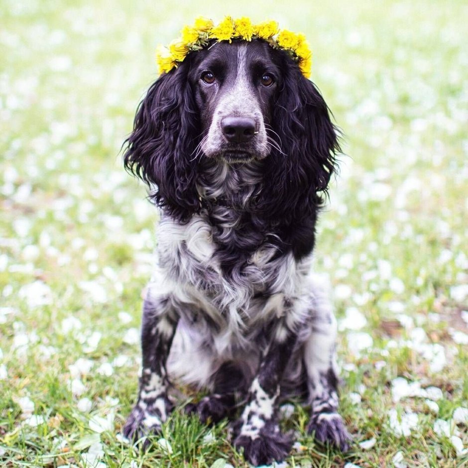Русский кокер спаниель