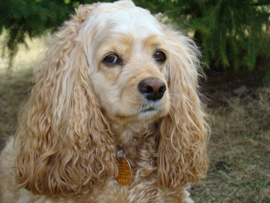 Ирландский кокер спаниель