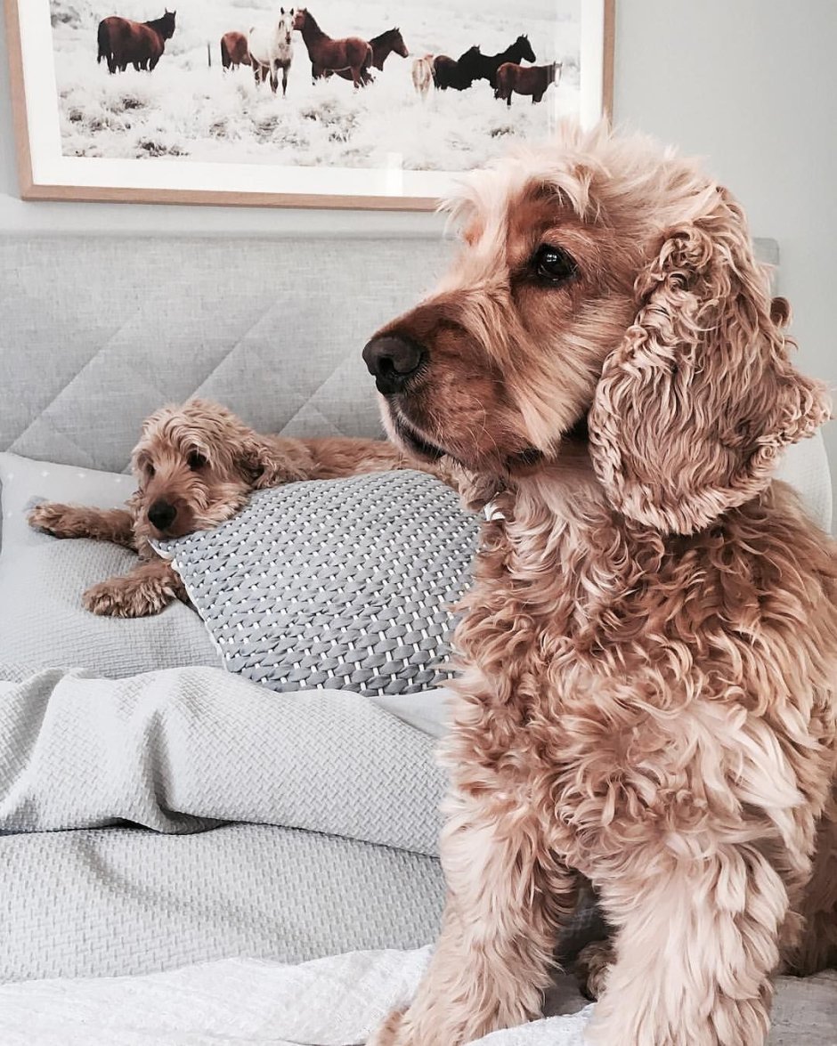 Спаниели милые Эстетика