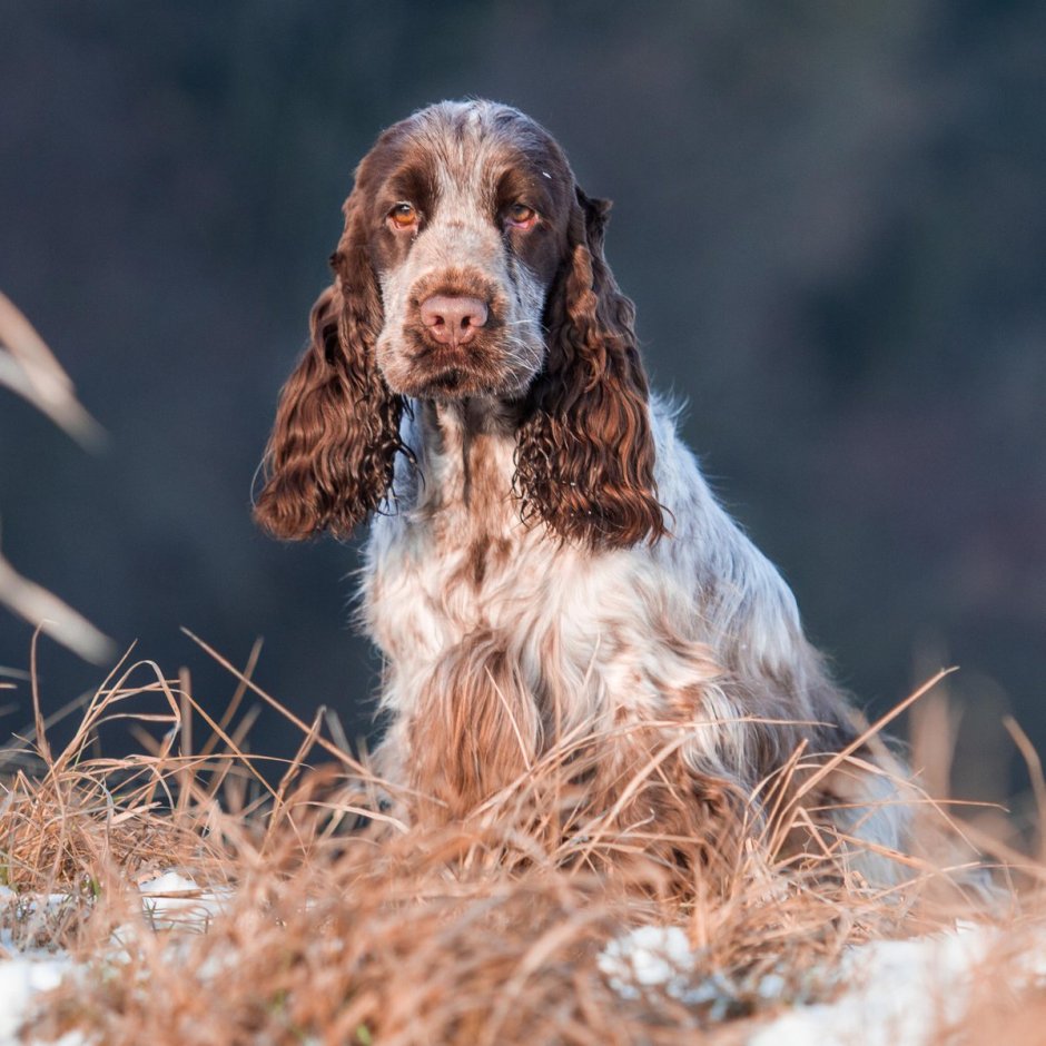 Кокер спаниель охотничий
