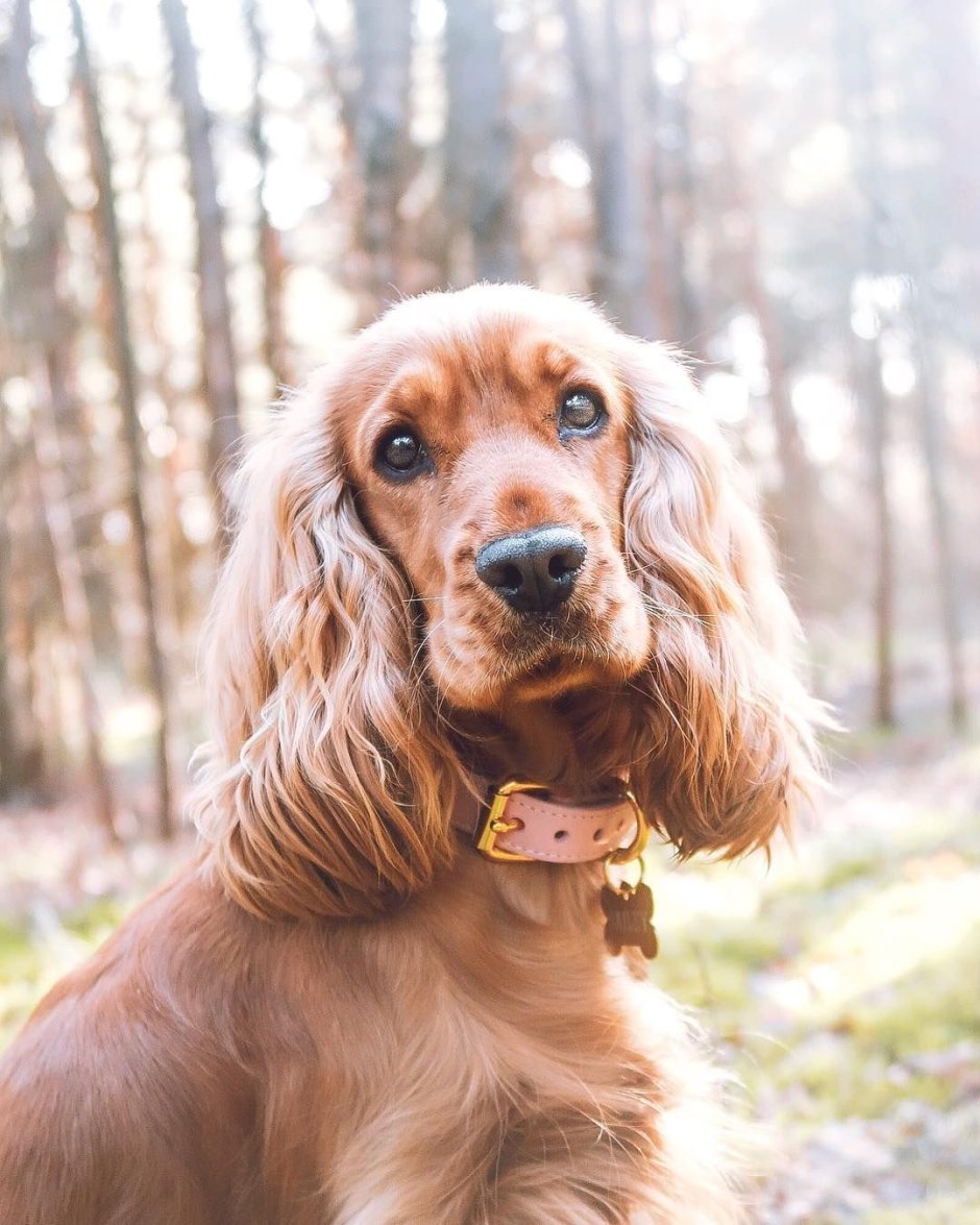 Кокер спаниель рыжий