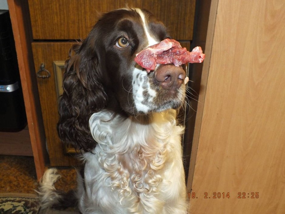 Кокер спаниель питание