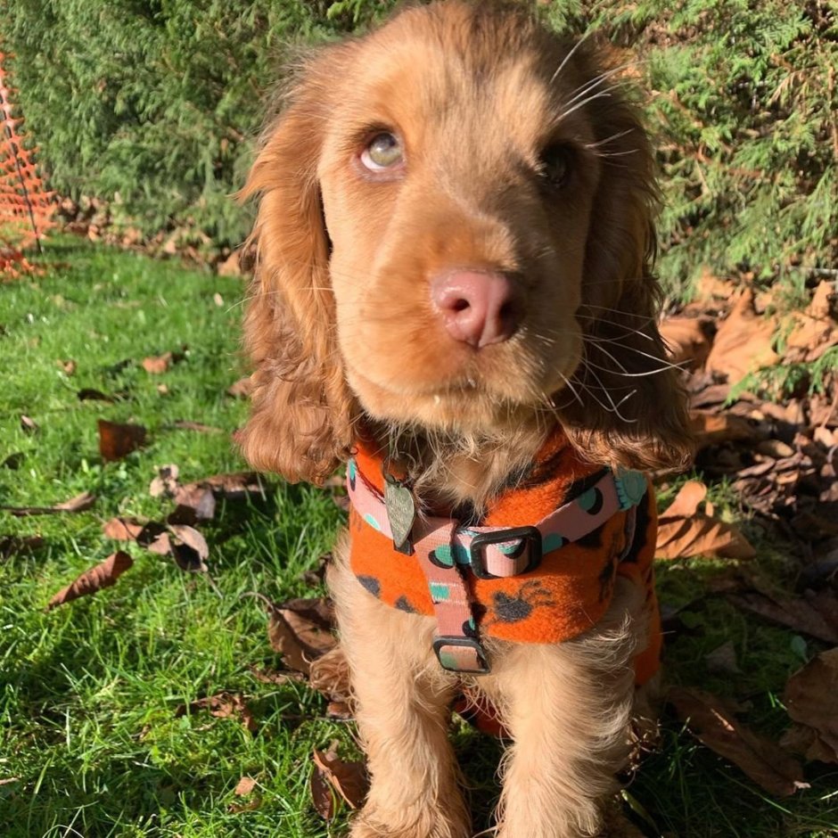 Кокер спаниель Винни