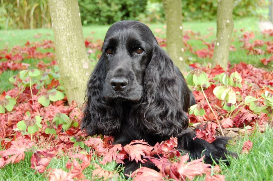 Английский кокер-спаниель