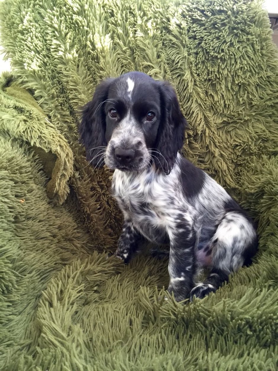 Русско охотничий спаниель