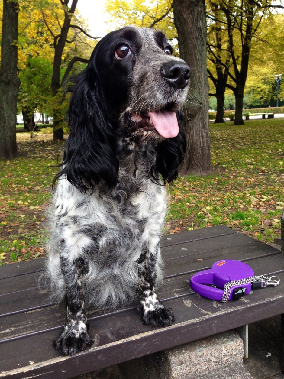 Русский кокер спаниель