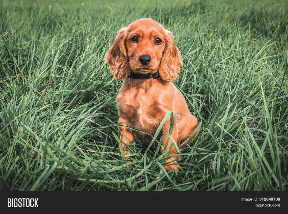 Английский кокер спаниель сидит