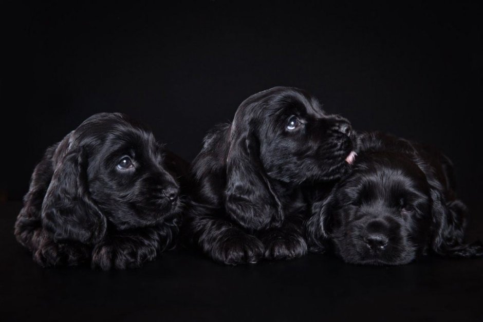 Английский кокер-спаниель