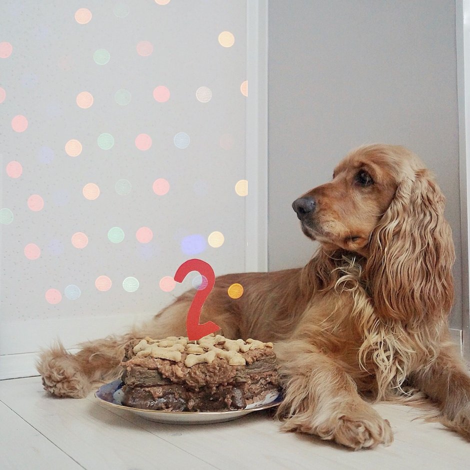 Лысый английский кокер спаниель