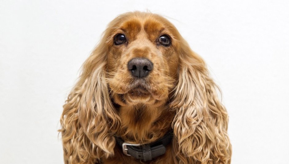 Ирландский кокер спаниель