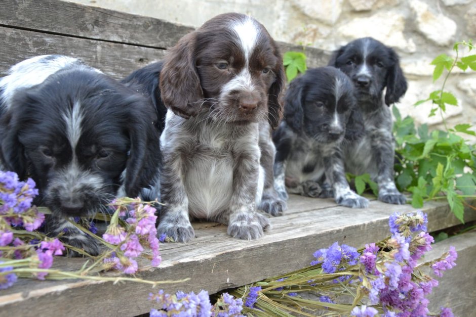 Щенки русского охотничьего спаниеля питомник