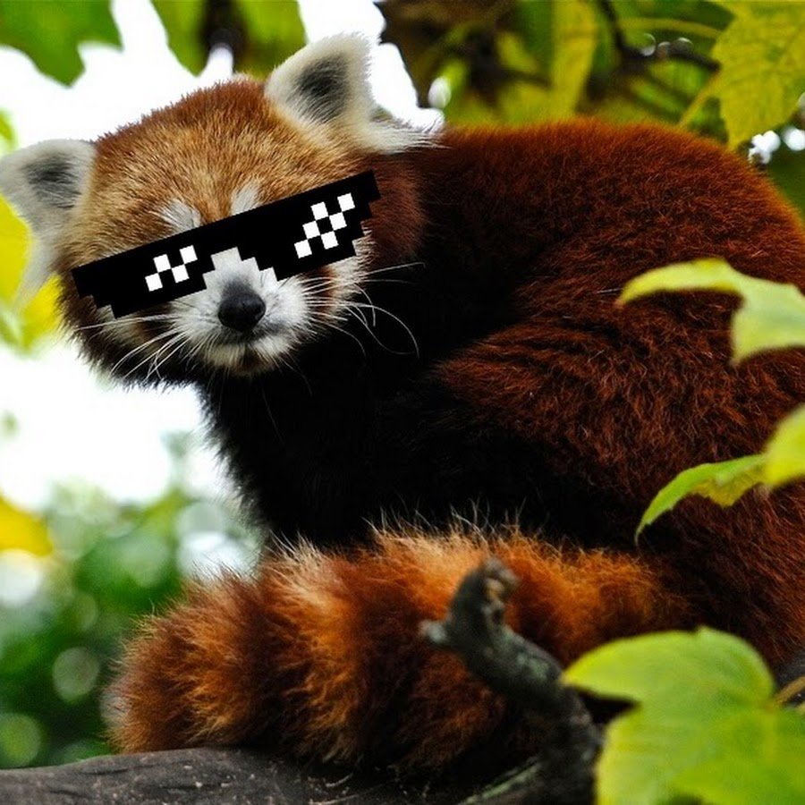 Красная Панда хвост