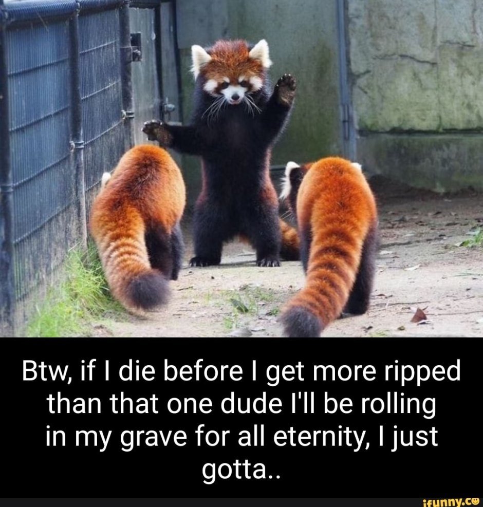 Красная Панда лапы