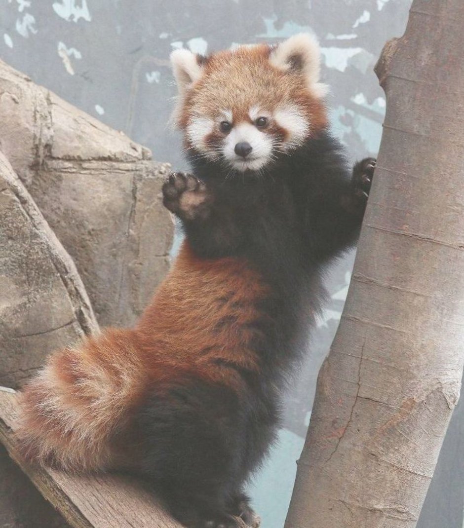 Красная Панда радуется