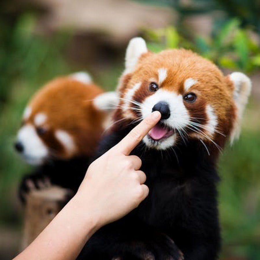 Рыжая Панда смешная